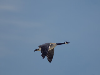 Kanadagans im Flug