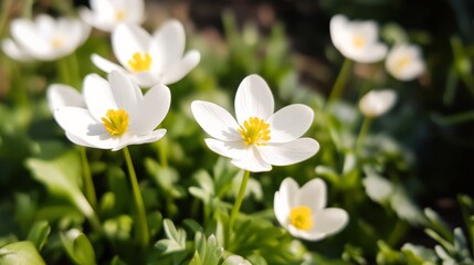 White spring wildflowers blooming in sunlit garden fresh nature background