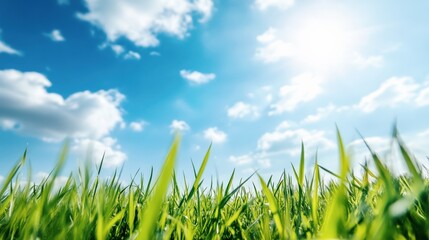 Obraz premium Sunny green grass field under blue sky with white clouds natural landscape summer background