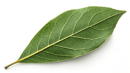 Obraz premium Single Fresh Green Leaf with Prominent Veins and Smooth Surface - Minimalistic Nature Photography