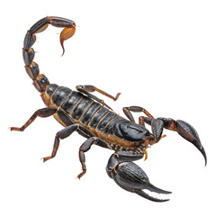 scorpion against a transparent background