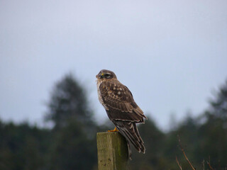 Female Northern Harrier hunting in the early morning on the coast of Newport, Oregon 