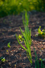 Young green onion plants sprouting in rows from garden soil, illuminated by natural sunlight. A perfect representation of organic gardening, healthy eating, and sustainable agriculture.
