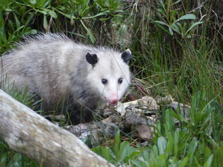 Possum in the early morning on the coast of Newport, Oregon