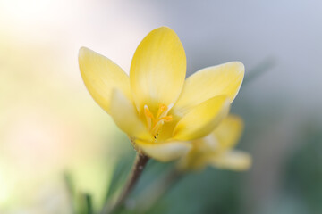 beautiful small crocus, open yellow flower, delicate yellow crocus, petals in a bright yellow tone, close-up crocus chrysanthus surrounded by the bright light of the sun, pollen pistils