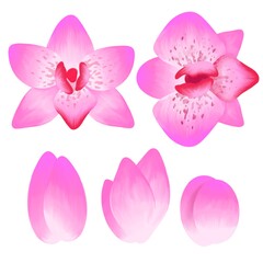 Orchid flowers isolated collection, vibrant flower, tropical floral clipart