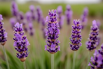 Obraz premium Delicate lavender blooms showcasing vibrant purple hues against