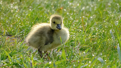 Baby Canada Goose foraging on the grassland