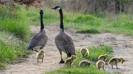 Canada Goose family foraging on the grass area