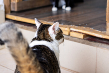 A curious cat is intently looking at its own reflection in a mirror
