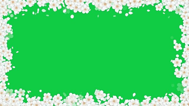 spring cherry flowers blossom frame on green background animation, Japanese blossom and petals isolated motion design element