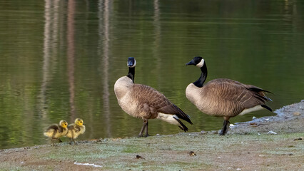 Canada Goose family foraging on the grass area