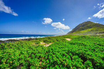 Oahu, Hawaii Spring 2025