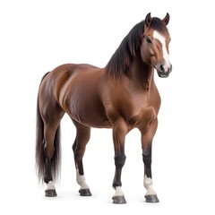 Fototapeta premium Chestnut horse studio portrait, white background, equine photography, animal print