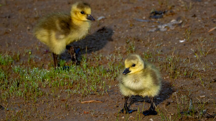 The goslings are foraging in the swamp