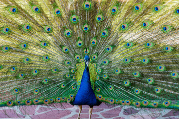 The photos show a peacock with its tail fully fanned out. Its plumage features vibrant blue and green shades, with the characteristic "eye" patterns on the tail feathers.  © yevgeniysh
