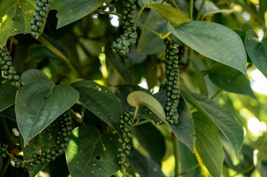 a pepper plant on a farm in Sri lanka