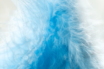 Blue and white feathers close up