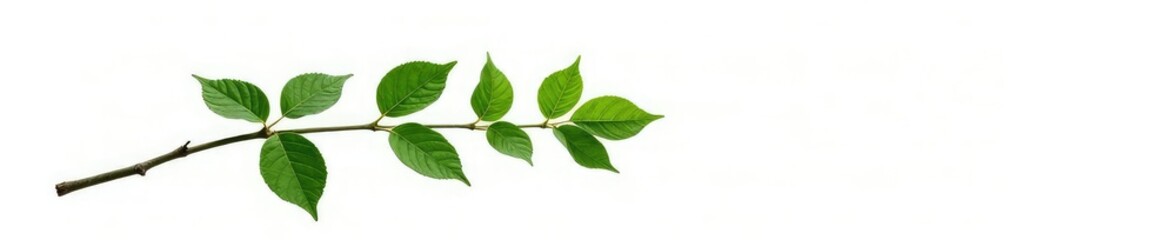 Obraz premium Single branch with foliage isolated on white background, texture, nature, tree