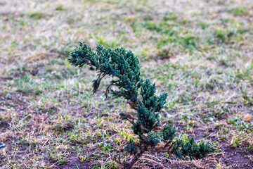 A small tree has begun to grow out of the ground in an open field