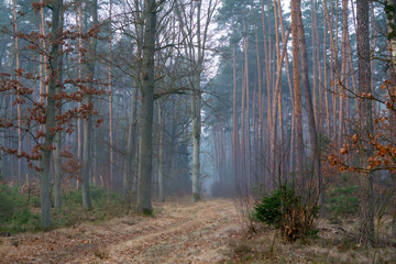 early spring coniferous deciduous forest in the morning. mixed forest in thick fog in the morning. morning walk in the forest. foggy forest roads.