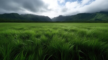 Fototapeta premium Lush green meadow stretches towards a misty mountain range. Vast expanse of vibrant grass under a partly cloudy sky