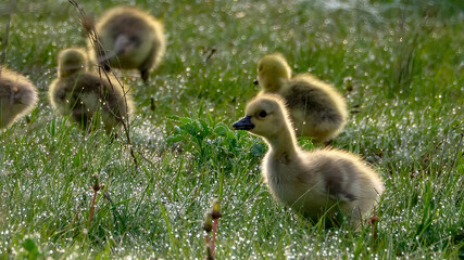 Baby Canada Goose foraging on the grassland
