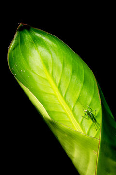 Grilo verde sobre folha de planta nativa da Mata Atl&acirc;ntica Brasileira. 