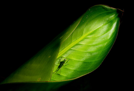 Grilo verde sobre folha de planta nativa da Mata Atl&acirc;ntica Brasileira. 
