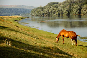Mare horse and foal grazing grass on the river bank in Eastern Europe, Moldova, Dniester river
