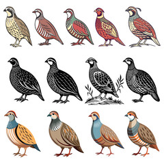 
set of vector colored birds partridges