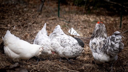 free range backyard chickens