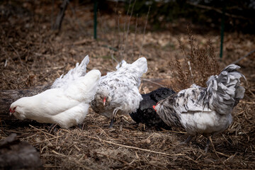 free range backyard chickens