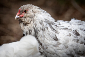 Blue Splash Ameraucana