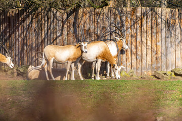 Scimitar-horned oryx (Oryx dammah) wild animals from the bovid family. a species of animal considered extinct in the wild. a protected mammal species. animals with long horns.