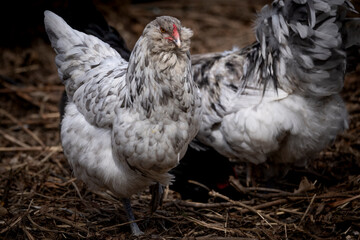 Blue Splash Ameraucana