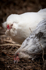 Blue Splash Ameraucana