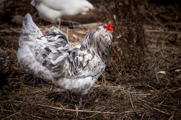Blue Splash Ameraucana Rooster