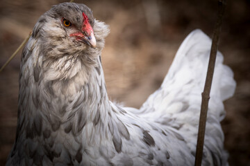 Blue Splash Ameraucana