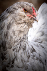 Blue Splash Ameraucana