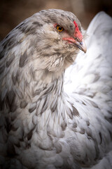 Blue Splash Ameraucana