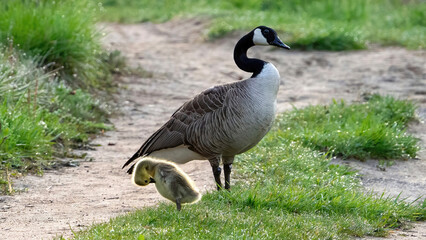 Canada Goose family foraging on the grass area