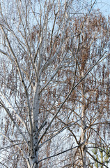 Two different birches in early spring, growing side by side against a blue sky. The left birch has bare branches, and the right birch has old, dry leaves.