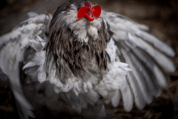 Blue Splash Ameraucana Rooster