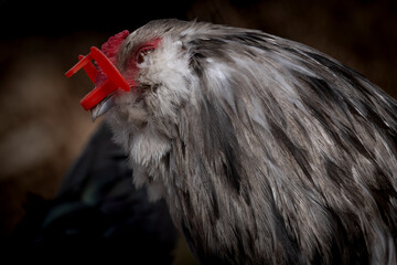 Blue Splash Ameraucana Rooster