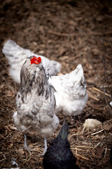 Blue Splash Ameraucana Rooster