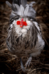 Blue Splash Ameraucana Rooster