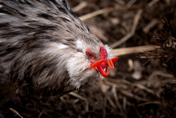 Blue Splash Ameraucana Rooster