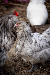 Blue Splash Ameraucana