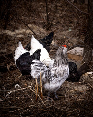 free range backyard chickens